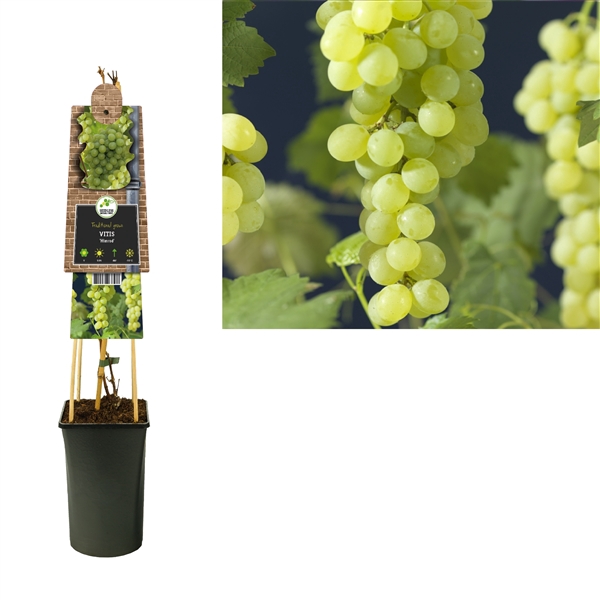 <h4>Vitis 'Himrod' +3.0 label</h4>