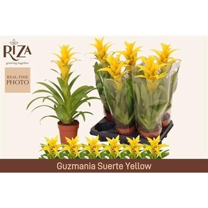 GUZM DESEO YELLOW