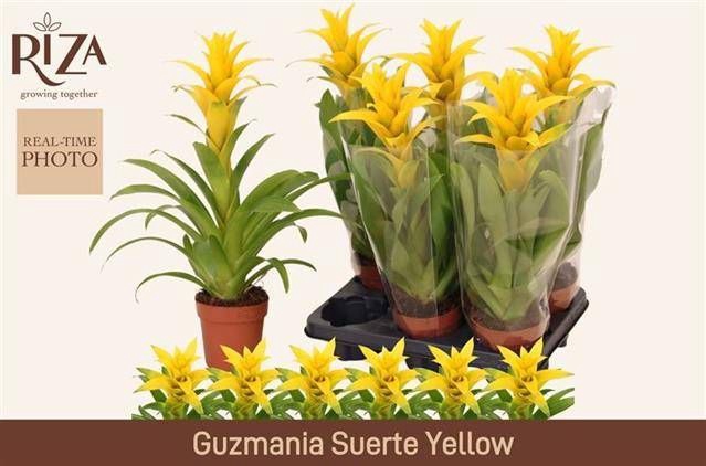 <h4>GUZM DESEO YELLOW</h4>
