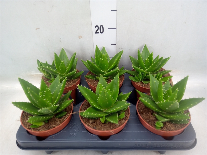 <h4>Aloe perfoliata</h4>