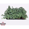 Sedum Sieboldii