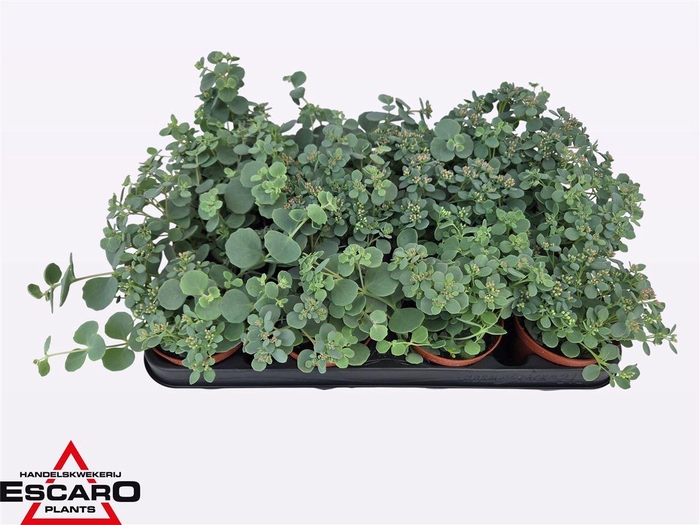 Sedum Sieboldii