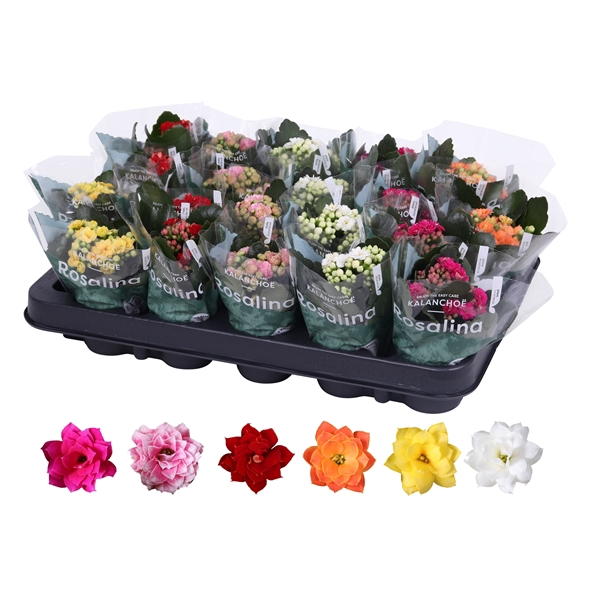 <h4>Kalanchoe Rosalina 06cm mix</h4>