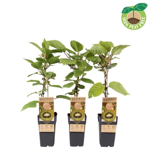 Actinidia deliciosa 'Jenny' (zelfbestuiver)