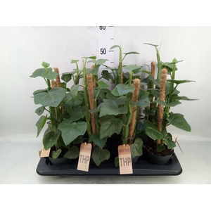 Cissus   ...
