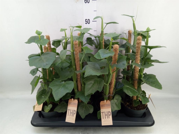 <h4>Cissus   ...</h4>