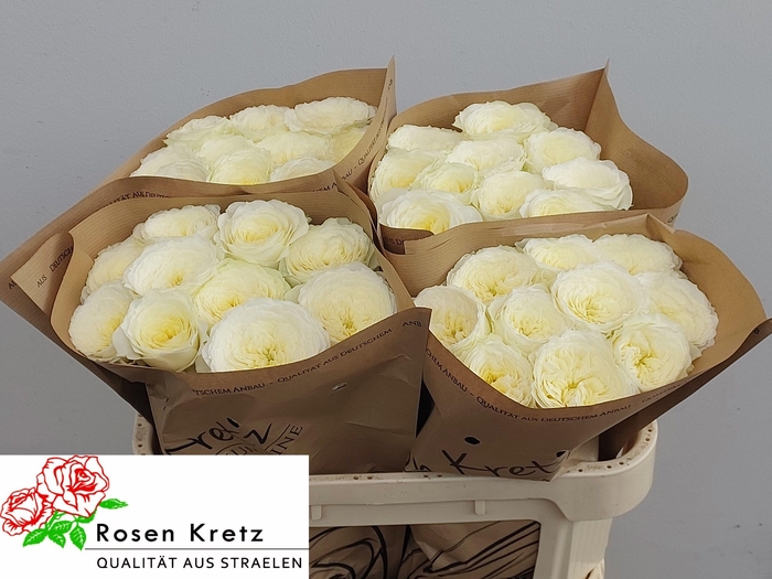 <h4>R GR LOTTI+</h4>