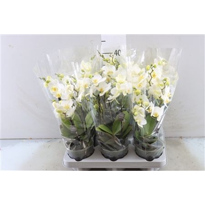 PHAL BOQUETTO BEAUTY 3-5 TAK