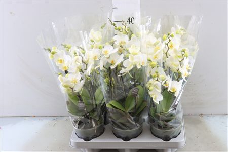 <h4>PHAL BOQUETTO BEAUTY 3-5 TAK</h4>
