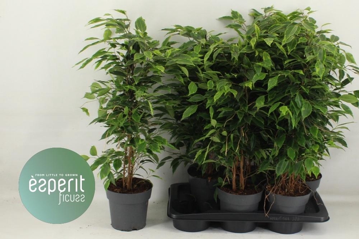 <h4>FIC BE ANASTASIA</h4>