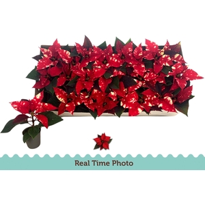 EUPHOR P FANTAS STAR