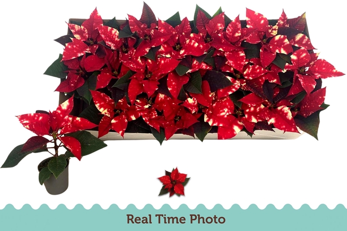 <h4>EUPHOR P FANTAS STAR</h4>