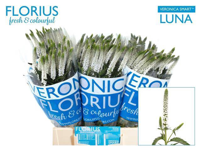 <h4>Veron Smart Luna</h4>
