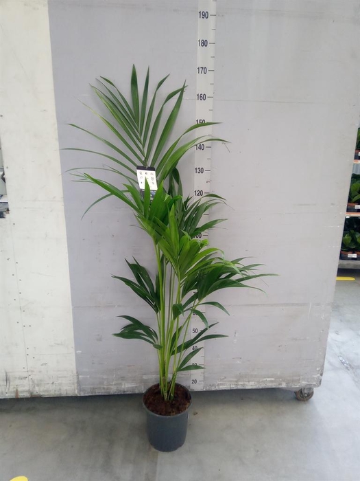 <h4>Howea forsteriana</h4>