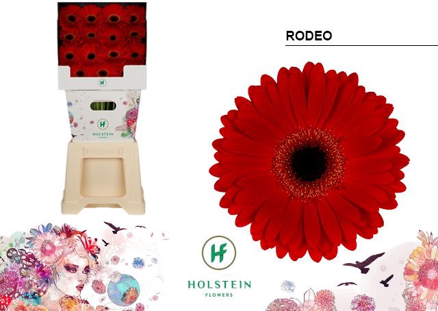 <h4>Gerbera diamond rodeo</h4>