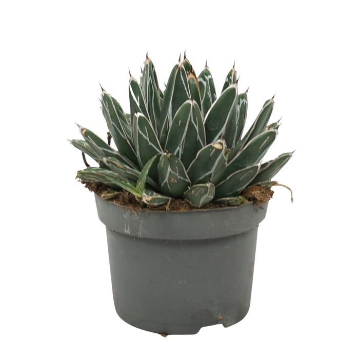 <h4>Agave victoriae-reginae</h4>