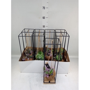 Planten Groen   ...mix  3