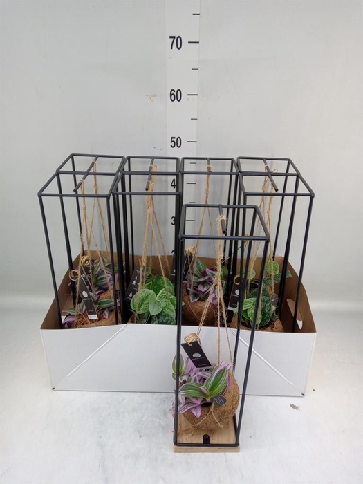 <h4>Planten Groen ...mix 3</h4>