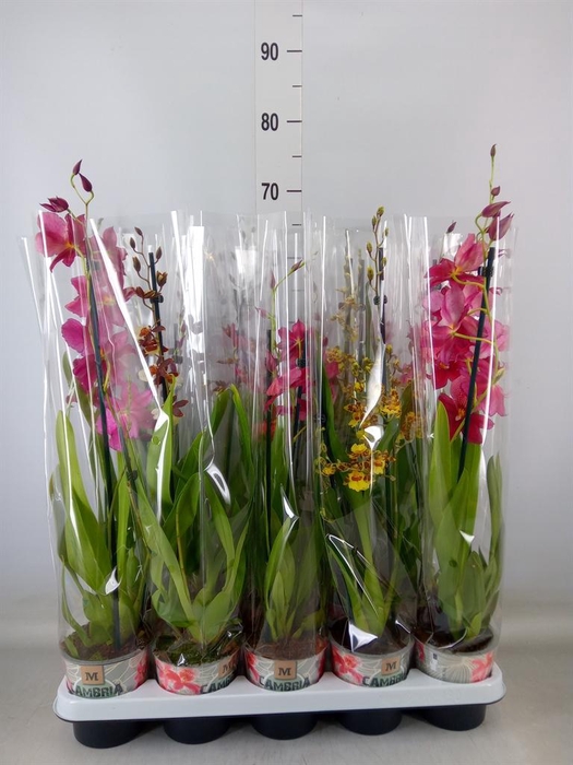 <h4>Cambria ...mix</h4>