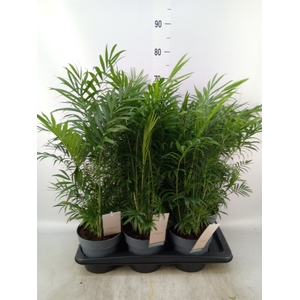 Chamaedorea elegans