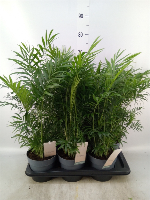 <h4>Chamaedorea elegans</h4>