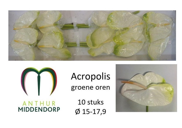 <h4>ANTH A ACROPOLIS</h4>