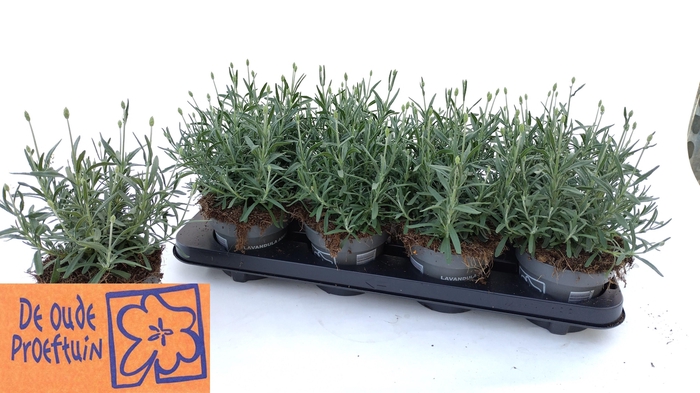 <h4>LAVAN AN AROMA BLUE</h4>