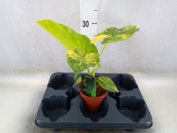 <h4>Planten  ..mix</h4>