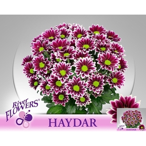 CHR T HAYDAR