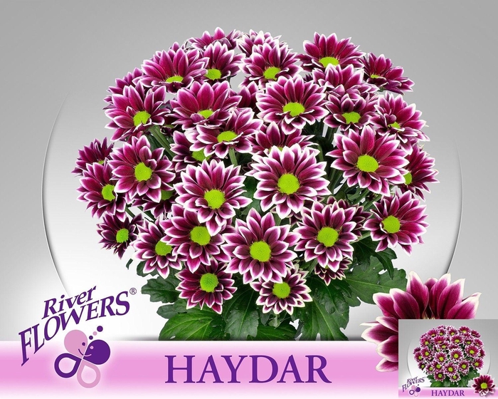 <h4>CHR T HAYDAR</h4>
