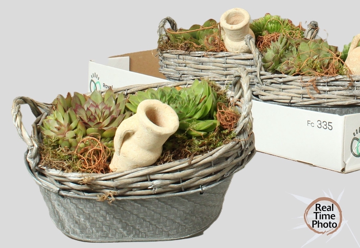 <h4>ARR SEMPERVIVUM</h4>