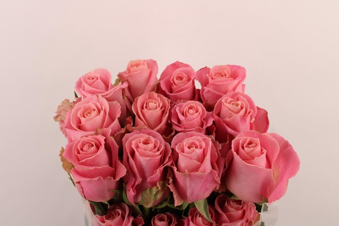 <h4>R Gr Hermosa</h4>