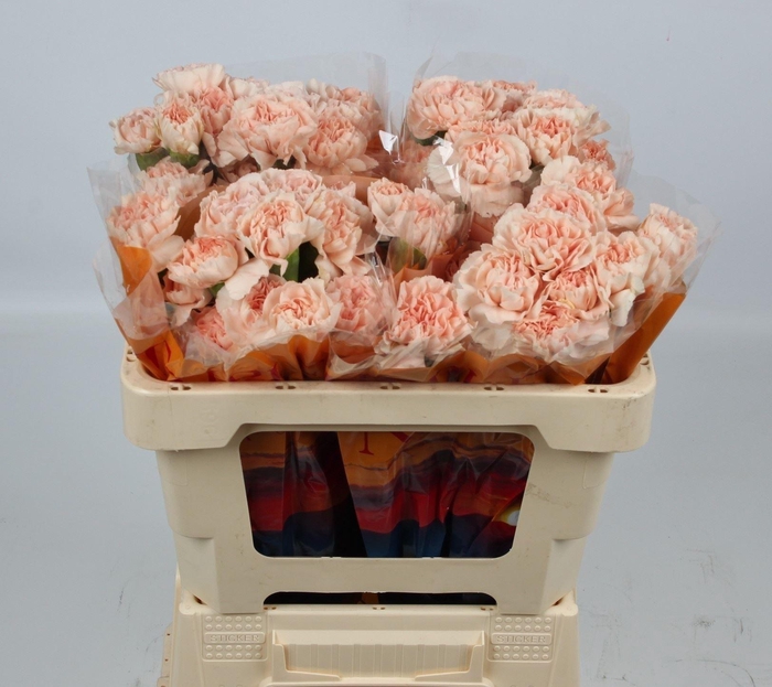 <h4>DI ST NOVIADO</h4>