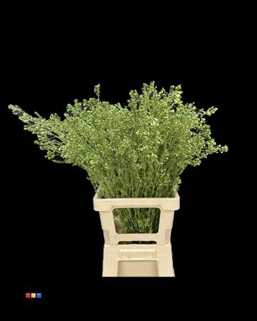 <h4>Waxflower Metallic Olive</h4>