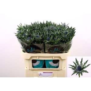 Eryn Orion Qstar 70cm