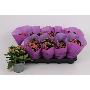 Kal Ge Perfecta Purp