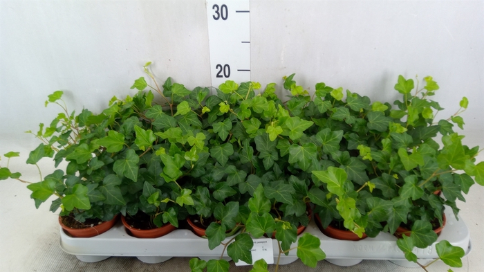 <h4>Hedera helix 'Wonder'</h4>