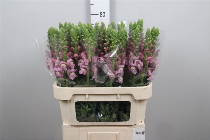<h4>Antir Op Lavender</h4>