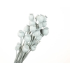 Papaver Grey Wash