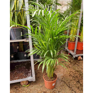 Areca catechu