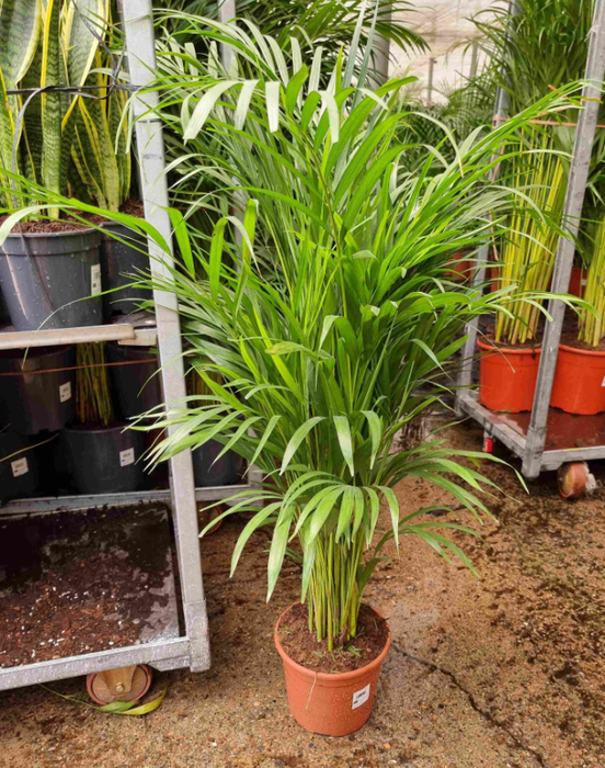 <h4>Areca catechu</h4>