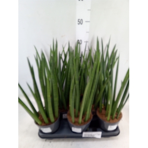 Sansevieria cyl.  ...