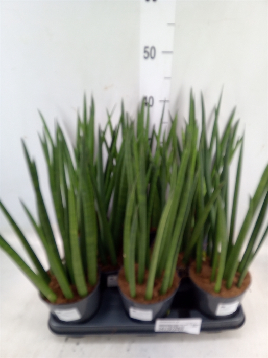 <h4>Sansevieria cyl.  ...</h4>