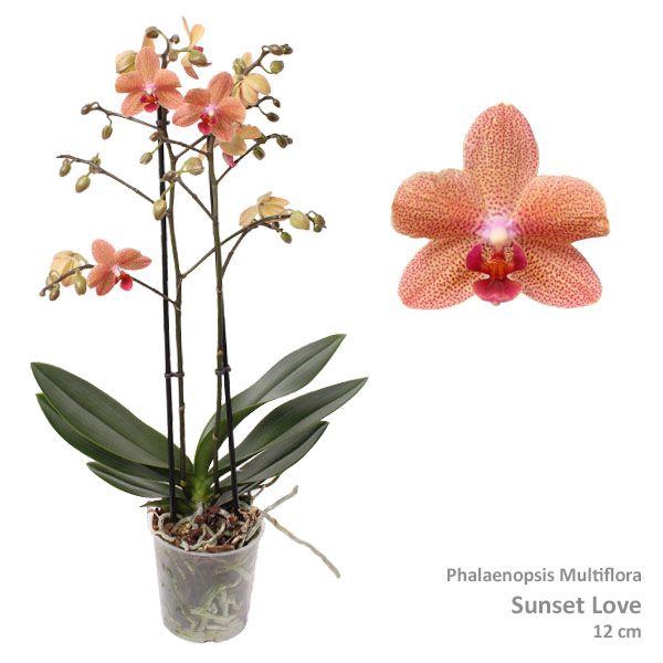 <h4>Phal. Multiflora 2-tak "Oranje"</h4>