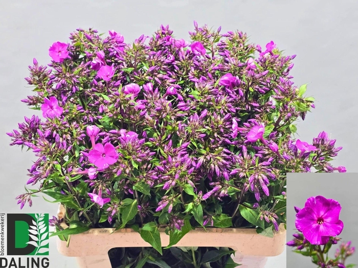 <h4>PHLOX GOGO PURPLE</h4>