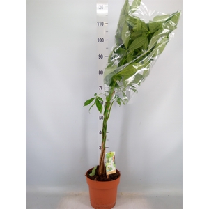 Pachira aquatica