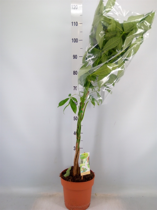 <h4>Pachira aquatica</h4>