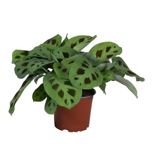 <h4>Maranta leuconeura 'Kerchoveana'</h4>