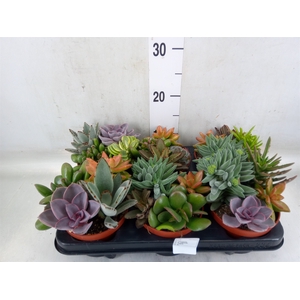 Succulents   ...