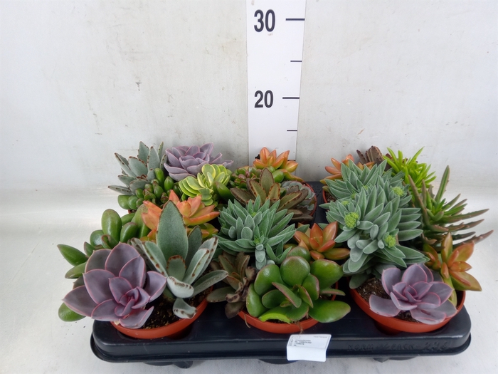 <h4>Succulents   ...</h4>